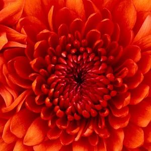 Meet your Posher, Naomi